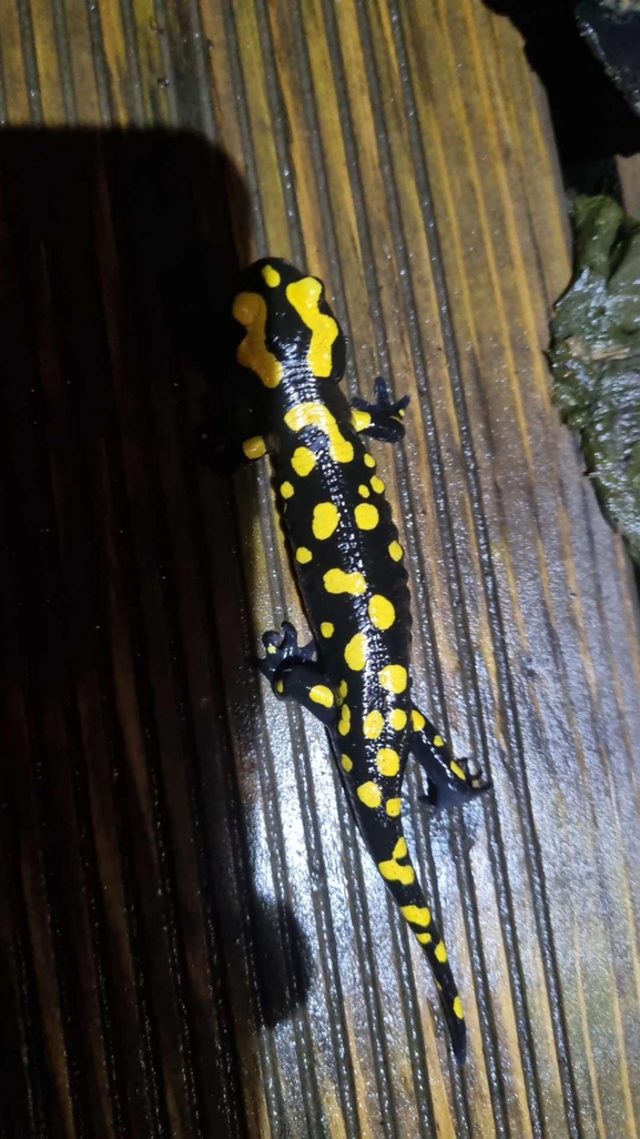 Salamandra infraimmaculata  photographed by רמדאן עיסא 