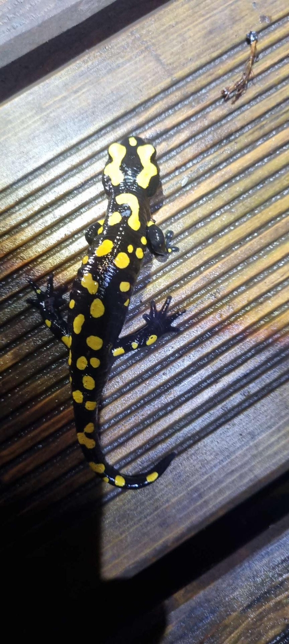 Salamandra infraimmaculata  photographed by רמדאן עיסא 