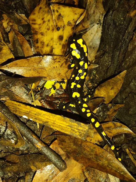 Salamandra infraimmaculata  photographed by רמדאן עיסא 