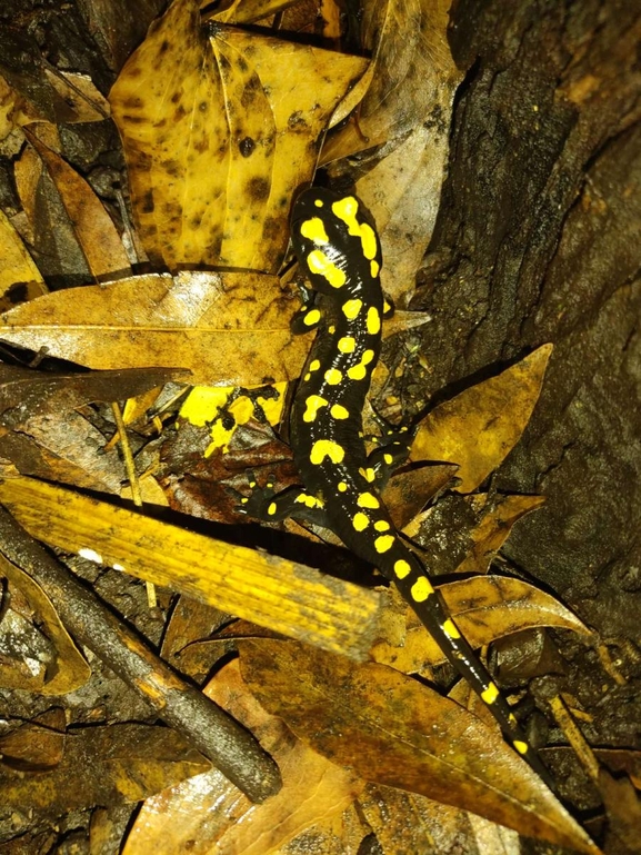 Salamandra infraimmaculata  photographed by רמדאן עיסא 