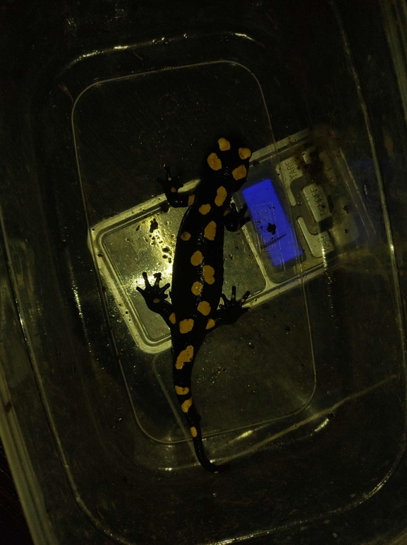 Salamandra infraimmaculata  photographed by רמדאן עיסא 