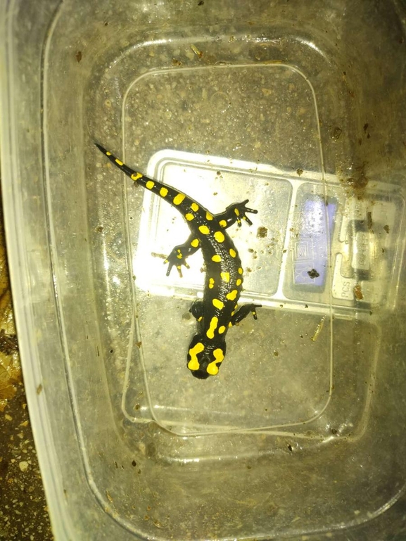 Salamandra infraimmaculata  photographed by רמדאן עיסא 