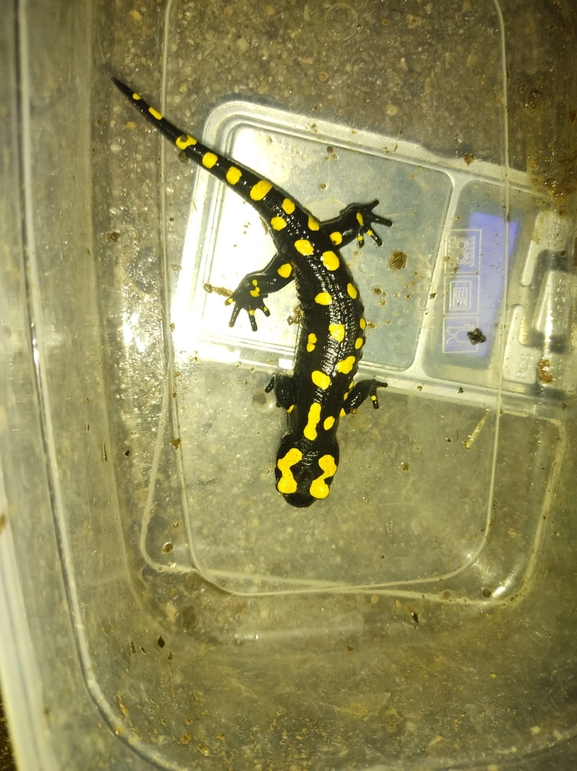 Salamandra infraimmaculata  photographed by רמדאן עיסא 