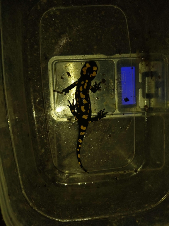 Salamandra infraimmaculata  photographed by רמדאן עיסא 