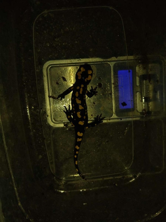 Salamandra infraimmaculata  photographed by רמדאן עיסא 