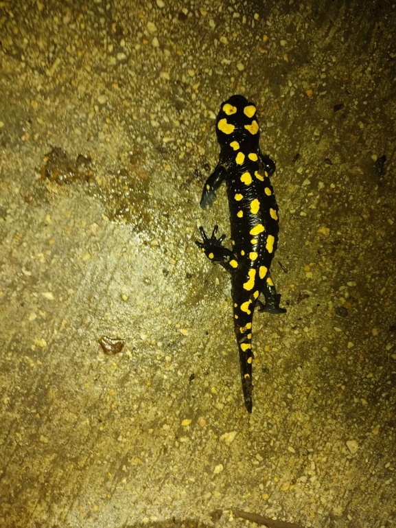 Salamandra infraimmaculata  photographed by רמדאן עיסא 