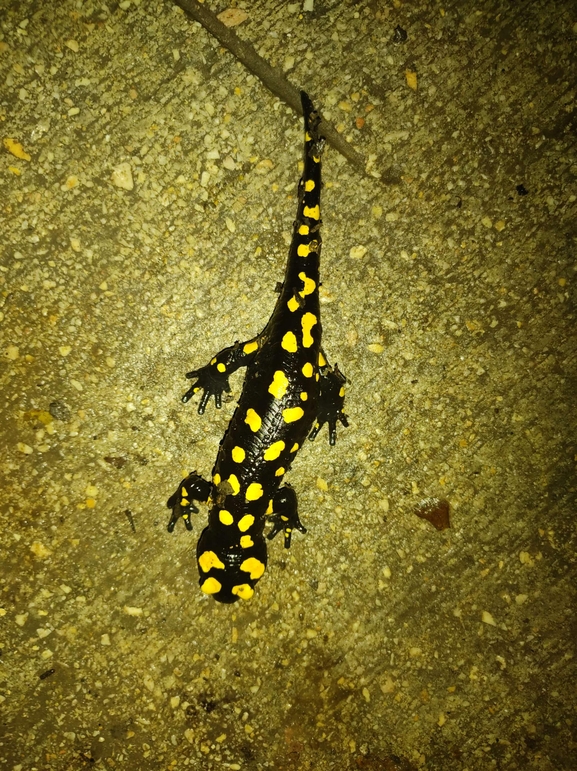 Salamandra infraimmaculata  photographed by רמדאן עיסא 