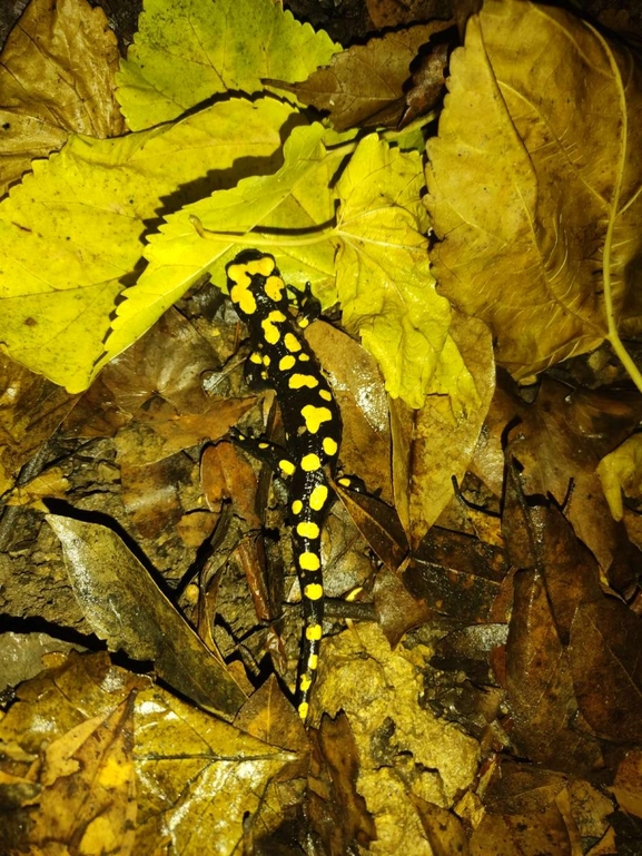 Salamandra infraimmaculata  photographed by רמדאן עיסא 