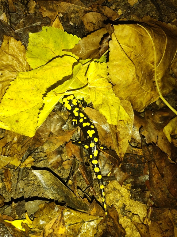 Salamandra infraimmaculata  photographed by רמדאן עיסא 