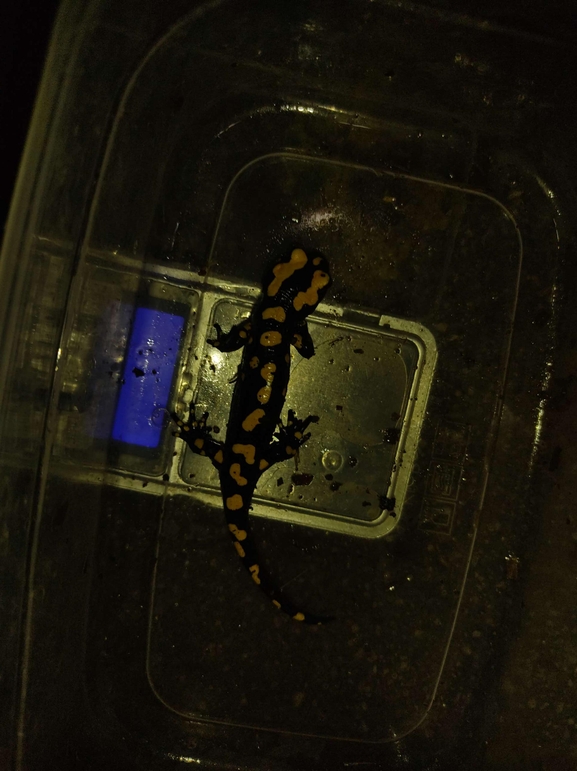 Salamandra infraimmaculata  photographed by רמדאן עיסא 