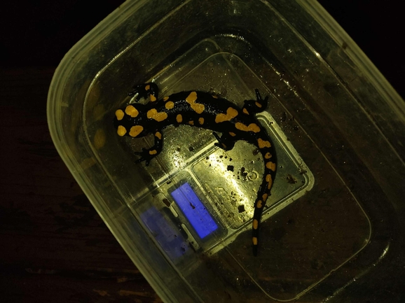 Salamandra infraimmaculata  photographed by רמדאן עיסא 