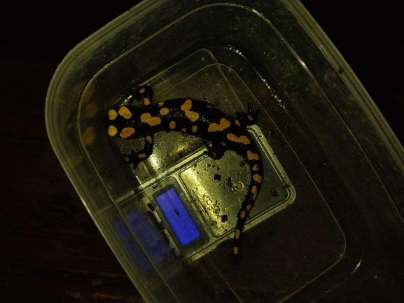 Salamandra infraimmaculata  photographed by רמדאן עיסא 