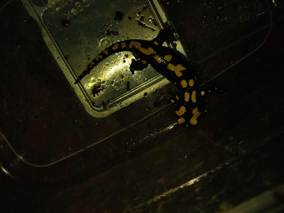 Salamandra infraimmaculata  photographed by רמדאן עיסא 