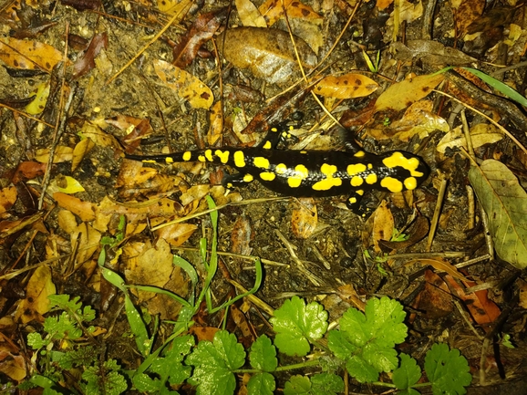 Salamandra infraimmaculata  photographed by רמדאן עיסא 