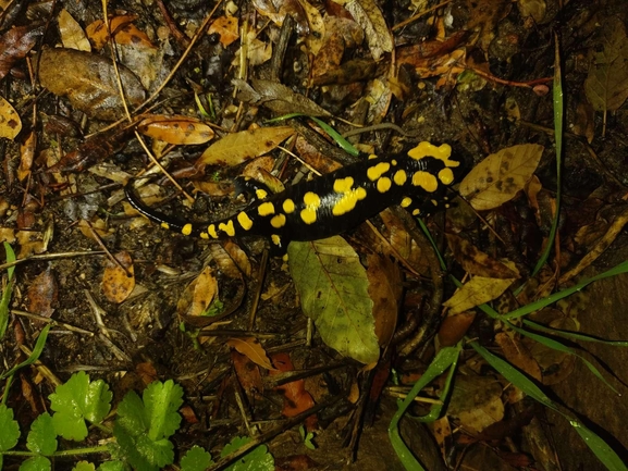 Salamandra infraimmaculata  photographed by רמדאן עיסא 