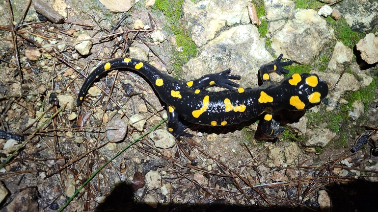 Salamandra infraimmaculata  photographed by אייל כהן 