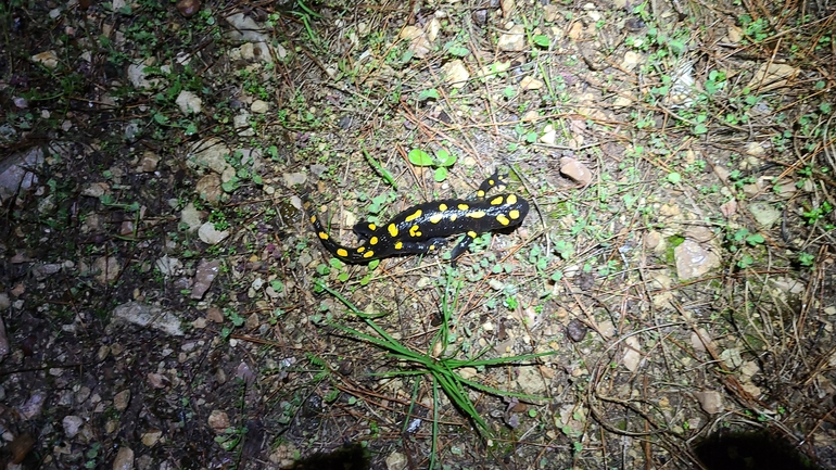 Salamandra infraimmaculata  photographed by אייל כהן 