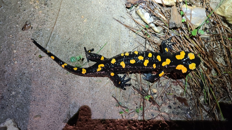 Salamandra infraimmaculata  photographed by אייל כהן 