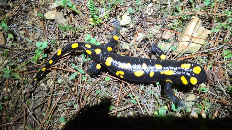 Salamandra infraimmaculata  photographed by אייל כהן 