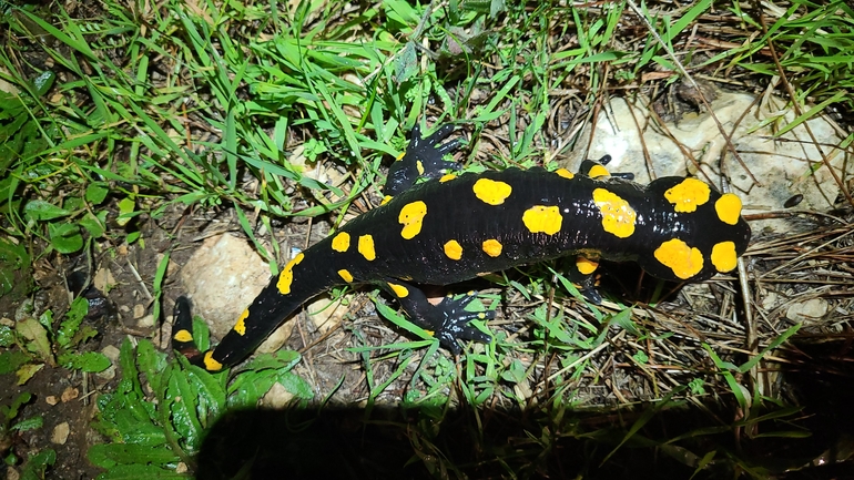 Salamandra infraimmaculata  photographed by אייל כהן 