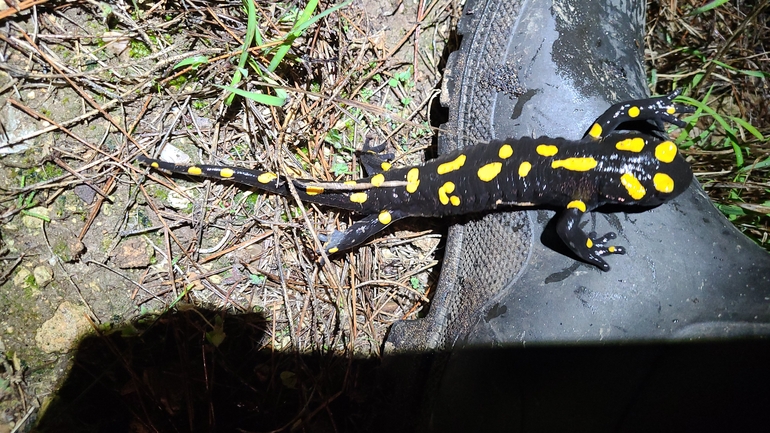 Salamandra infraimmaculata  photographed by אייל כהן 