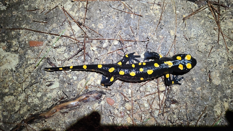 Salamandra infraimmaculata  photographed by אייל כהן 