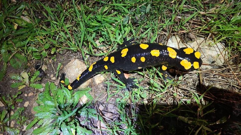 Salamandra infraimmaculata  photographed by אייל כהן 