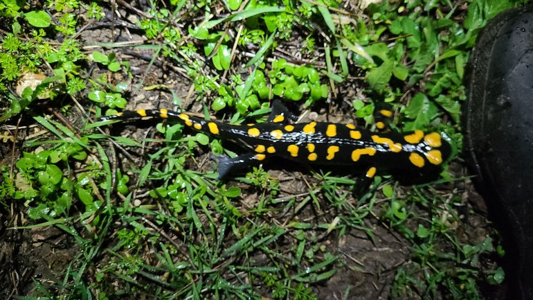 Salamandra infraimmaculata  photographed by אייל כהן 