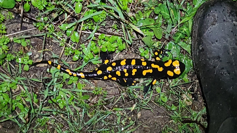 Salamandra infraimmaculata  photographed by אייל כהן 