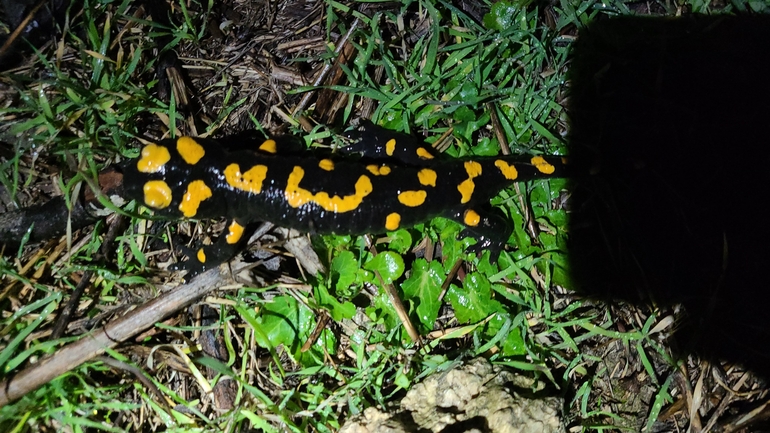 Salamandra infraimmaculata  photographed by אייל כהן 