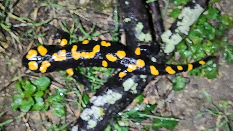 Salamandra infraimmaculata  photographed by אייל כהן 