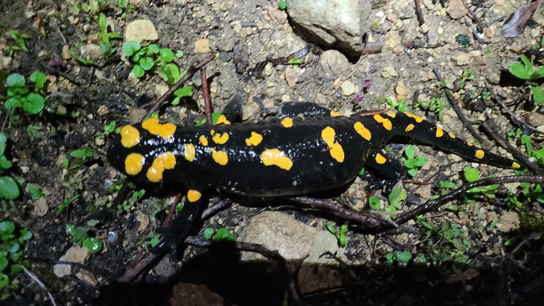 Salamandra infraimmaculata  photographed by אייל כהן 