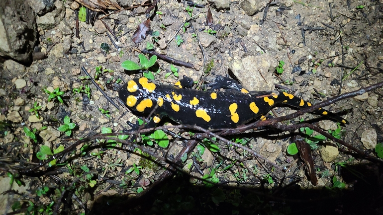 Salamandra infraimmaculata  photographed by אייל כהן 