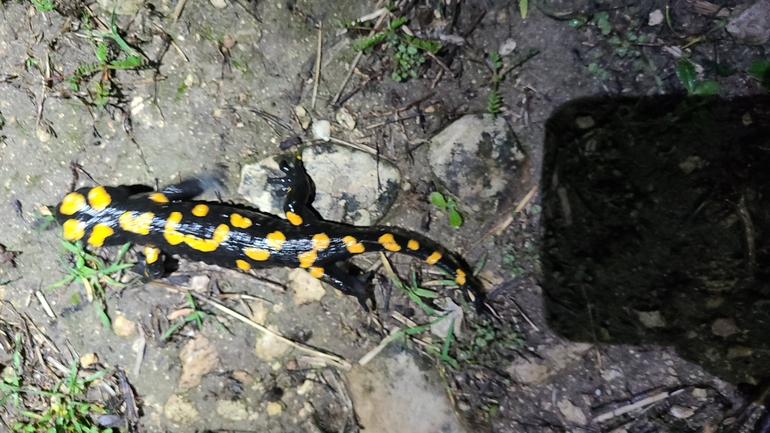 Salamandra infraimmaculata  photographed by אייל כהן 