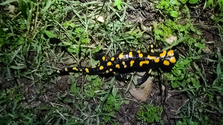 Salamandra infraimmaculata  photographed by אייל כהן 