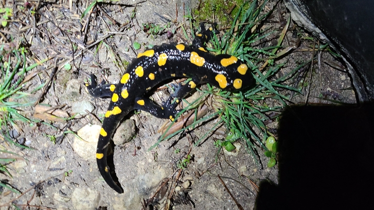 Salamandra infraimmaculata  photographed by אייל כהן 