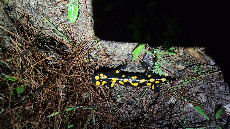 Salamandra infraimmaculata  photographed by אייל כהן 