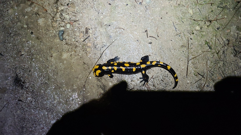 Salamandra infraimmaculata  photographed by אייל כהן 