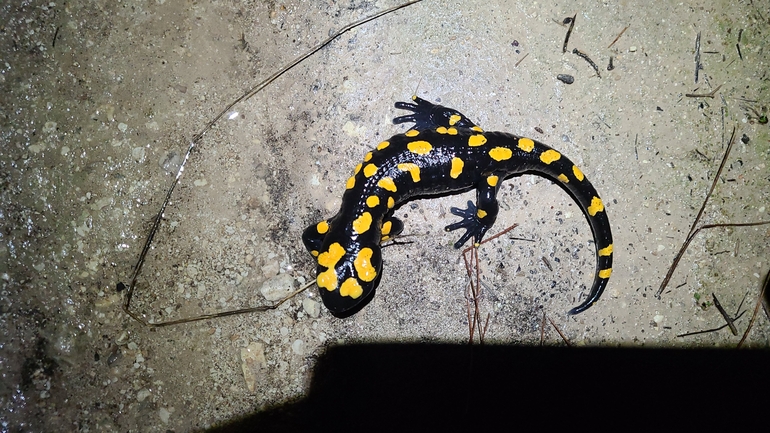 Salamandra infraimmaculata  photographed by אייל כהן 