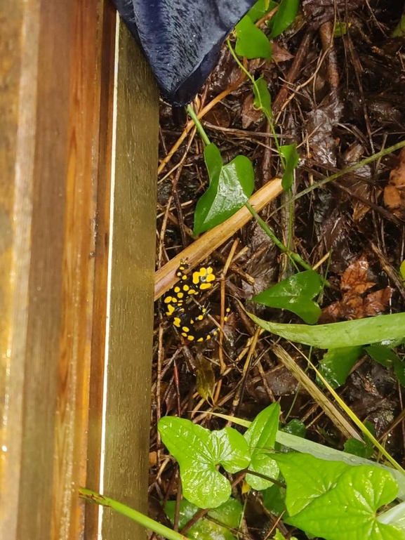 Salamandra infraimmaculata  photographed by רמדאן עיסא 