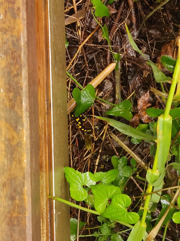 Salamandra infraimmaculata  photographed by רמדאן עיסא 