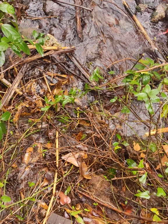 Salamandra infraimmaculata  photographed by רמדאן עיסא 