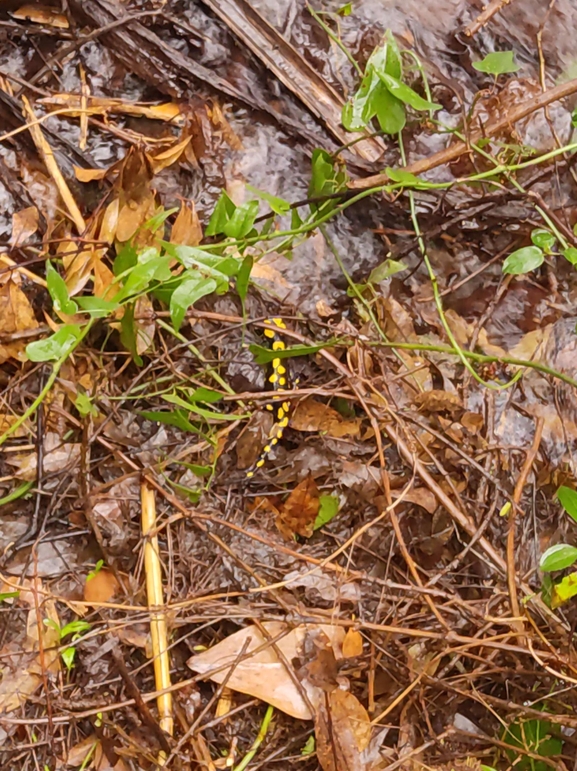 Salamandra infraimmaculata  photographed by רמדאן עיסא 