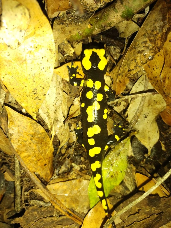 Salamandra infraimmaculata  photographed by רמדאן עיסא 