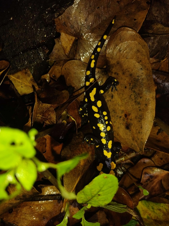 Salamandra infraimmaculata  photographed by רמדאן עיסא 