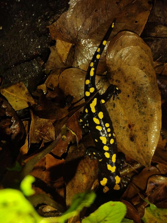 Salamandra infraimmaculata  photographed by רמדאן עיסא 