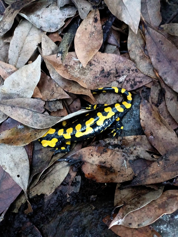 Salamandra infraimmaculata  photographed by צוות תל דן 