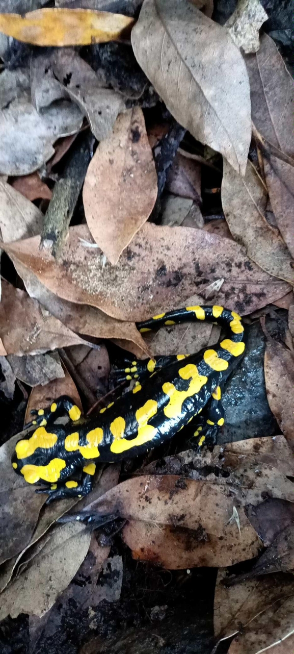 Salamandra infraimmaculata  photographed by צוות תל דן 