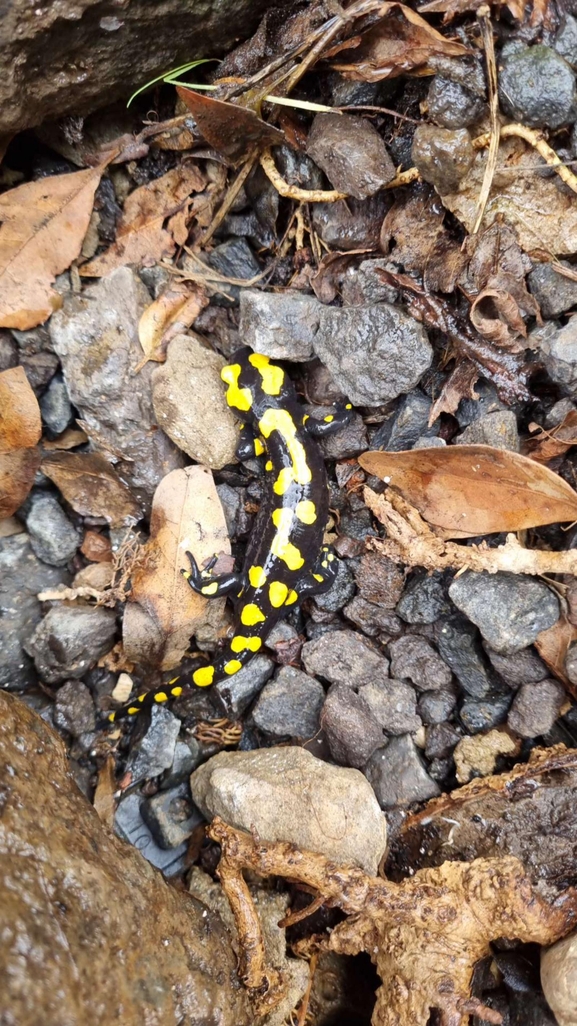 Salamandra infraimmaculata  photographed by רמדאן עיסא 