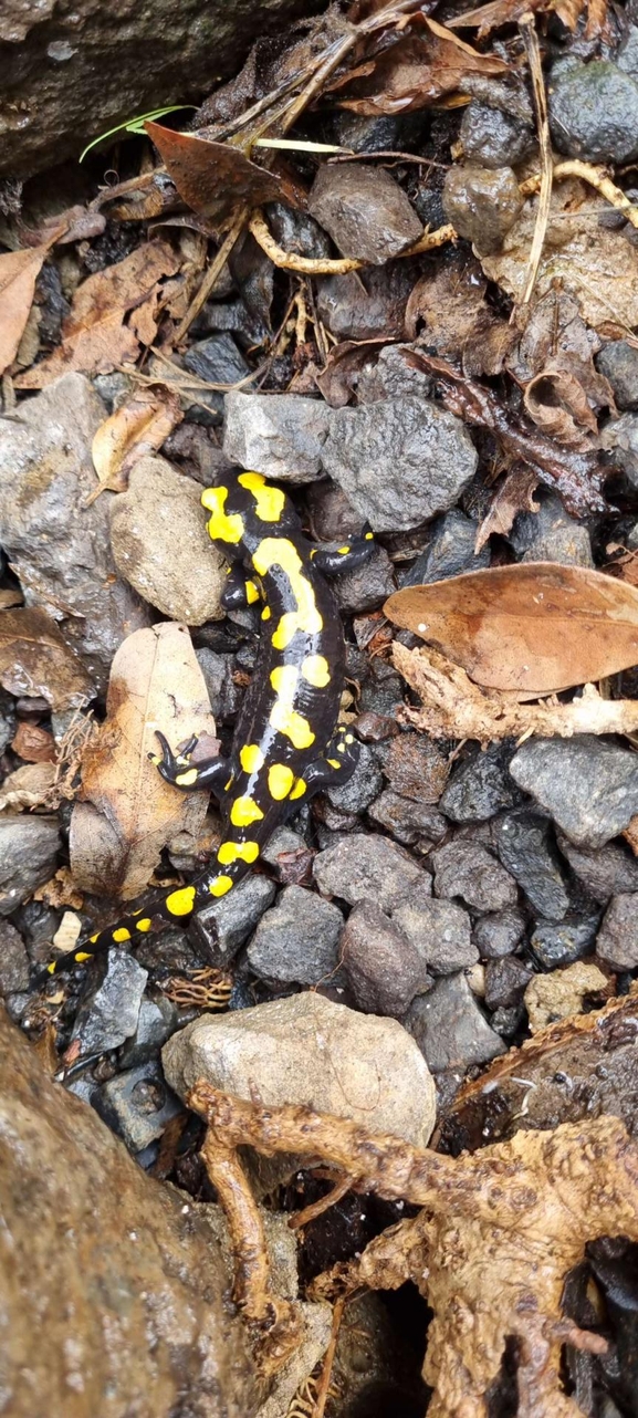 Salamandra infraimmaculata  photographed by רמדאן עיסא 